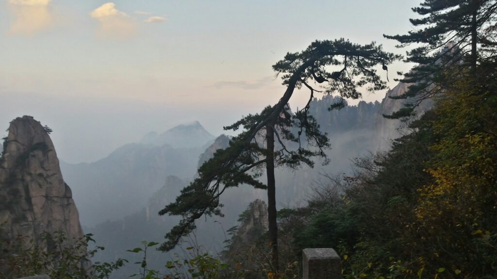 a tree on a mountain mount huangshan china