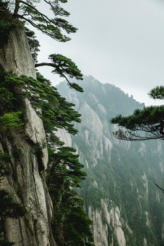 a tree growing on a cliff
Where is Yellow Mountain