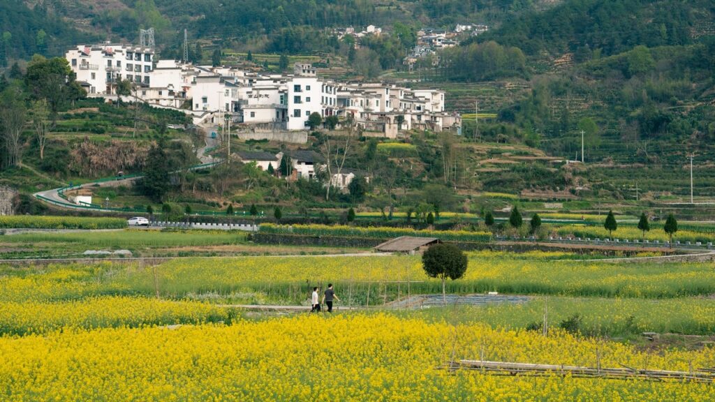 a group of people walking in a field of yellow flowers yellow mountain of china